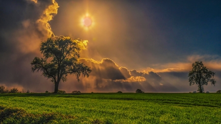 Sunset over the field - nature, trees, clouds, field, grasses, sunset