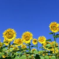 Blooming Sunflowers in the Blue Sky