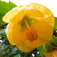 Yellow Flower Abutilon