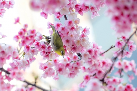 Spring - bird, pink, spring, blossom, tree, branch, green