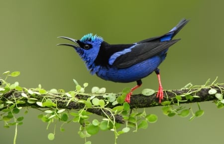 Bird - green, bird, blue, branch