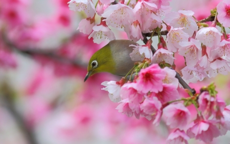 Bird - flower, bird, pink, spring, blossom, branch, green