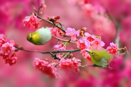 bird - flower, bird, pink, spring, blossom, yellow, branch, green