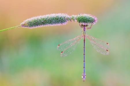 Dragonfly - wings, pink, dragonfly, insect, green