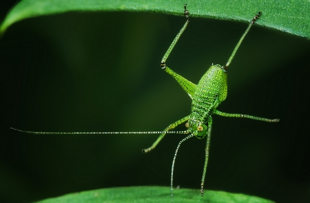 Grasshopper - insect, green, leaf, grasshopper