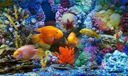 Fish - summer, red, pink, water, coral, yellow, blue, fish, orange, exotic