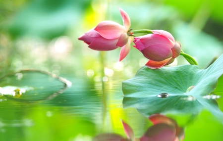 Lotus - lake, lotus, pink, water, green, flower