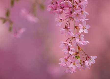 Pink - blossom, summer, flower, pink