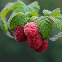 Raspberries