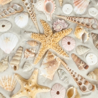 Shells and starfish