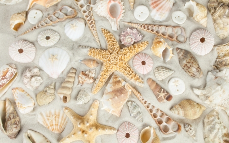 Shells and starfish - starfish, summer, shell, texture, sand