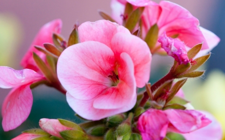 Pink Flowers - garden, petals, leaves, buds, colorful