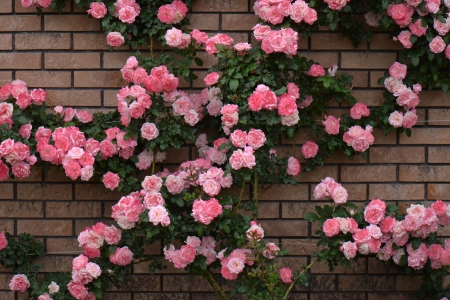 Beautiful Roses - blossoms, pink, petals, wall, leaves, garden