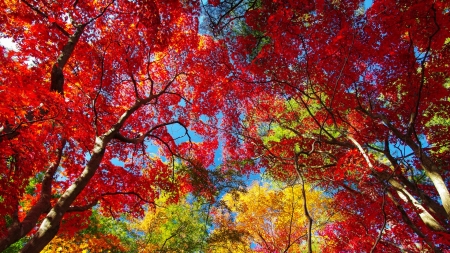 Colorful Autumn Leaves - sky, leaves, trees, autumn