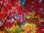 Colorful Autumn Leaves