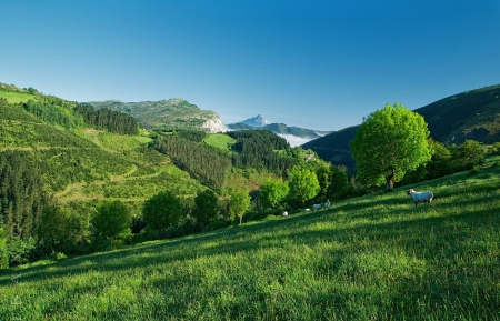 Green Mountain - sheep, slope, mountain, grass