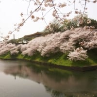 Sakura Japan