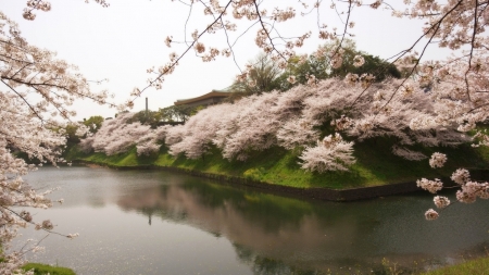 Sakura Japan - blossom, spring, japan, park