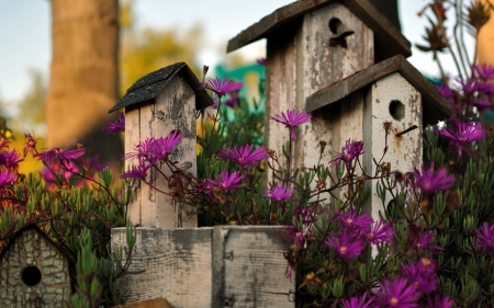 Bird's Houses - wooden, purple, flowers, blossoms