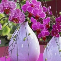 Perfect pink orchids