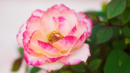 Lovely rose - flower, pink, rose, green