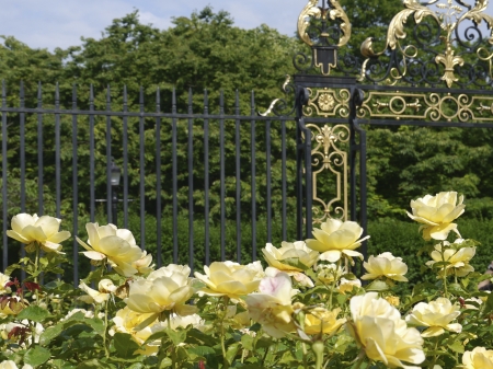 Park Entry - fence, yellow, blossoms, roses, petals