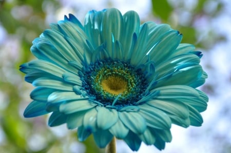 Amazing color - one, amazing, blue, flower