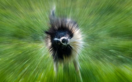 Wuuuuf! - water, funny, black, white, dog, green, animal, cute, john malley, border collie