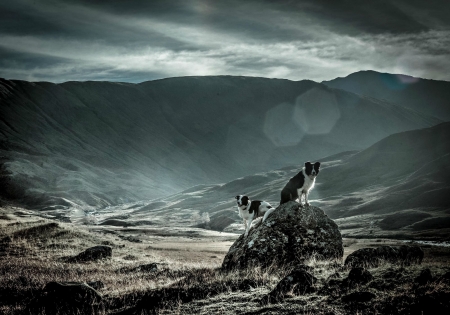 Make a rock's day - black, animal, john malley, border collie, rock, landscape, dog, couple