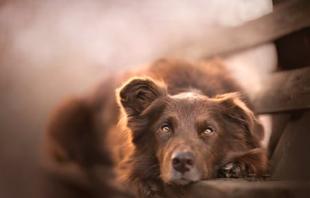 Waiting... - waiting, animal, banch, brown, cute, chocolate, dog