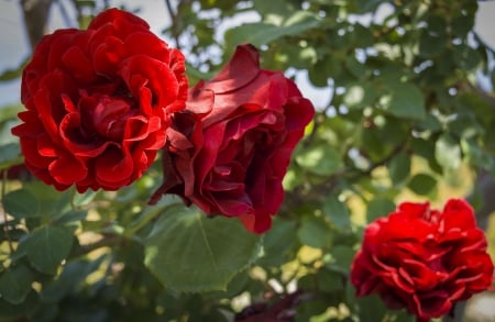 Red Roses - blossoms, petals, plant, leaves, park