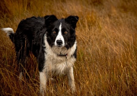 Border Collie - black, mist, white, dog, animal, orange, grass, john malley, border collie