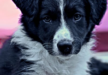 Border Collie puppy - black, white, dog, pink, animal, meet paddy, sweet, cute, john malley, border collie