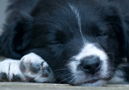 Life's good - paw, puppy, black, white, sleep, dog, animal, cute, john malley, border collie