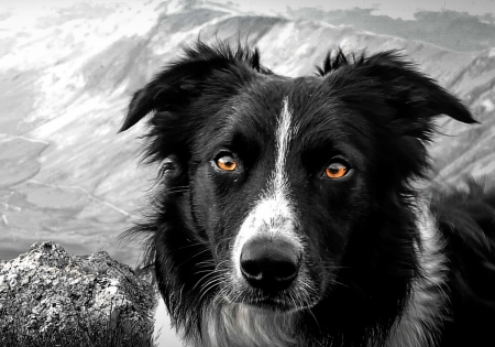 Tiger eyes - white, dog, tiger eyes, animal, bw, black, john malley, border collie