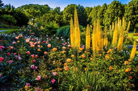 Park Flowers - foxtail lily, trees, blossoms, roses, colors