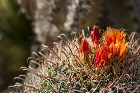 Cactus - prickles, blossoms, petals, orange, flower