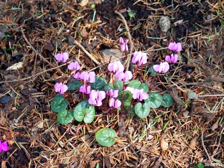 Cyclamen - blossoms, forest, plants, flowers, leaves