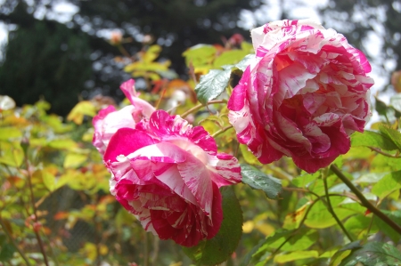 Roses - white, blossoms, pink, petals, leaves, garden