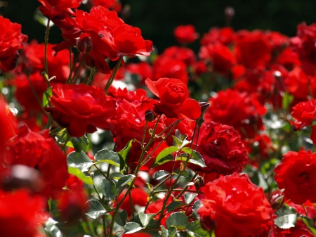 Red Roses - buds, blossoms, petals, leaves, garden