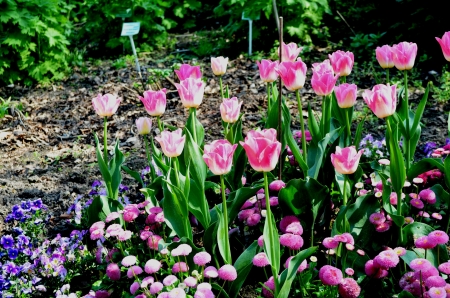 Pink Tulips - park, blossoms, petals, spring