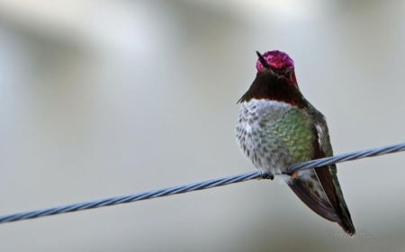 Flying diamond III. - abstract, bird, photography, wilderness, wild animals, nature, hummingbird, animals, wildlife, wild, wallpaper