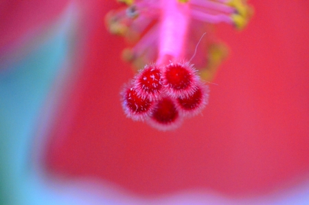 close-up - nature, flower, close-up, red