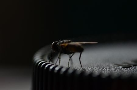 fly - close-up, bug, nature, fly