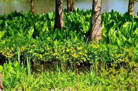 Lakeshore Flowers - blossoms, leaves, plants, trees