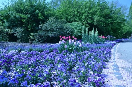 Springtime Park - blossoms, tulips, trees, pansies, blue