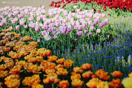 Japanese Flower Park - blossoms, hyacinths, tulips, colors