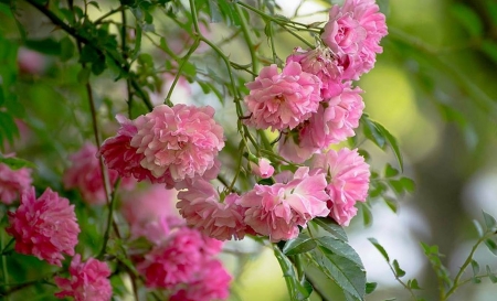 Beautiful Pink Roses