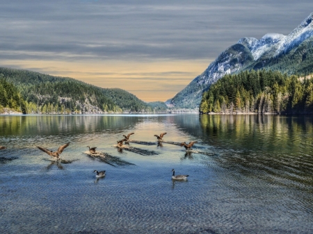 Mountain Lake - lake, forest, trees, geese