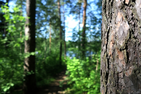 Pine - green, summer, forest, pine